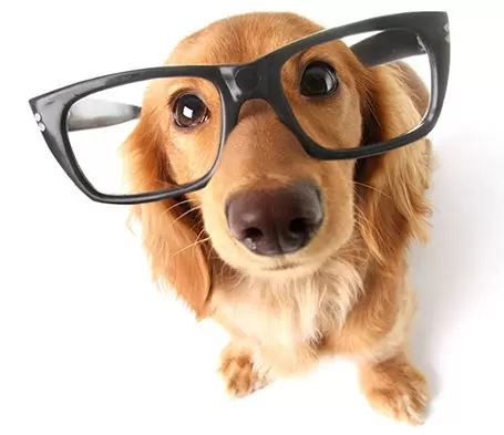 Pet Lover Dog Glasses